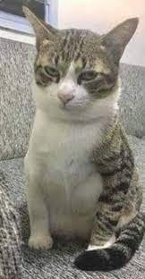 Jason Meowmoa Profile Picture